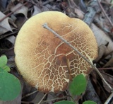 Leccinum rugosiceps image