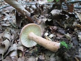 Lactarius volemus image
