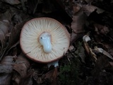 Lactarius volemus image