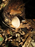 Leccinellum albellum image