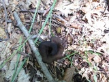 Craterellus fallax image