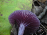 Laccaria amethystina image