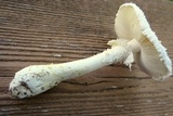 Amanita thiersii image