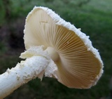 Amanita thiersii image