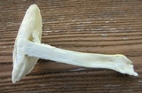 Amanita thiersii image
