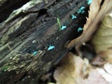 Chlorociboria aeruginascens image