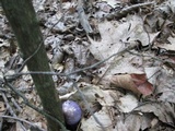 Cortinarius iodes image