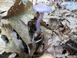 Cortinarius iodes image