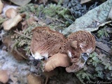 Crepidotus mollis image