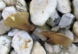 Boletinellus merulioides image