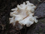 Pleurotus pulmonarius image