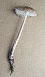 Oudemansiella furfuracea image
