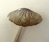 Oudemansiella furfuracea image