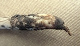 Oudemansiella furfuracea image