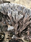 Thelephora palmata image