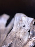 Thelephora palmata image