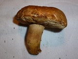 Tylopilus rhodoconius image