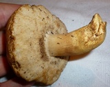 Tylopilus rhodoconius image