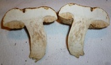 Tylopilus rhodoconius image