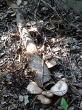 Megacollybia rodmanii image