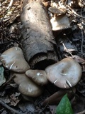 Megacollybia rodmanii image