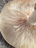 Megacollybia rodmanii image