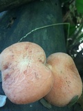 Rhodotus palmatus image