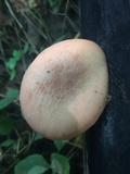 Rhodotus palmatus image