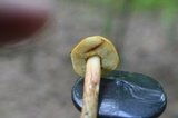 Leccinum longicurvipes image