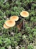 Galerina tibiicystis image