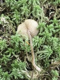 Galerina tibiicystis image