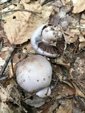 Cortinarius alboviolaceus image