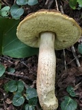 Leccinellum crocipodium image
