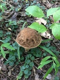 Leccinellum crocipodium image