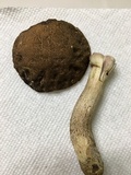 Leccinellum crocipodium image