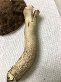 Leccinellum crocipodium image