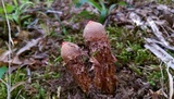 Calostoma cinnabarinum image