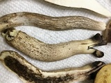 Leccinellum albellum image