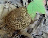 Leccinellum crocipodium image
