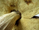 Leccinellum crocipodium image