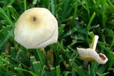 Bolbitius vitellinus image