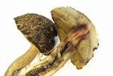 Leccinellum crocipodium image