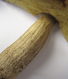 Leccinellum crocipodium image