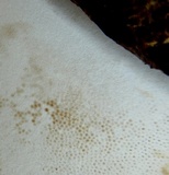 Leccinellum crocipodium image