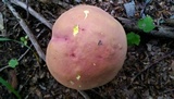 Boletus pallidoroseus image