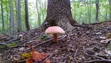 Boletus pallidoroseus image