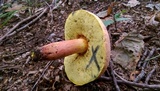 Boletus pallidoroseus image