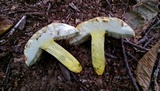 Boletus pallidoroseus image
