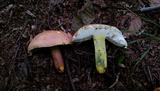 Boletus pallidoroseus image