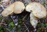 Tylopilus rhodoconius image